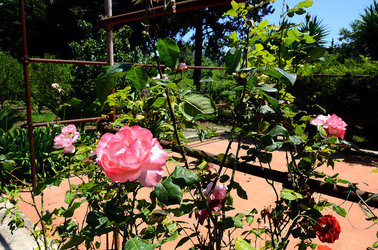 NATURA tipiche rose selvatiche di un giardino siciliano in estate. Fotografie di Giulio Azzarello &copy;2014.