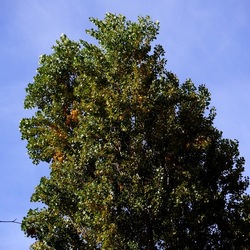 ROMA fotografie di Giulio Azzarello &copy;2022.