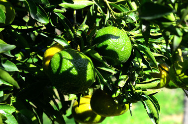 ULIVETO in autunno. Fotografie di Giulio Azzarello ©2014. ULIVETO in autunno. Fotografie di Giulio Azzarello ©2014.