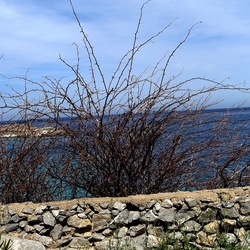 PIANTE. Fotografie di Giulio Azzarello ©2022. PIANTE. Fotografie di Giulio Azzarello ©2022.