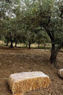 ULIVETO SICILIANO. Fotografie di Giulio Azzarello ©2022.