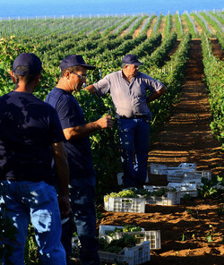 VENDEMMIA a Mazzara del Vallo in Sicilia con i contadini. Fotografie di Giulio Azzarello ©2016. VENDEMMIA a Mazzara del Vallo in Sicilia con i contadini. Fotografie di Giulio Azzarello ©2016.