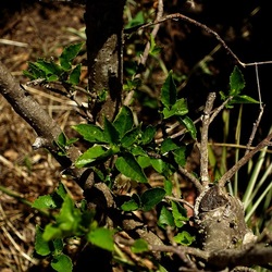 GIARDINO SICILIANO. Fotografie di Giulio Azzarello ©2022. GIARDINO SICILIANO. Fotografie di Giulio Azzarello ©2022.