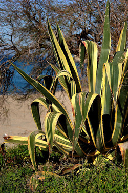 AGAVE selvatica sul mare in Sicilia a Cefalù. Fotografie di Giulio Azzarello ©2014. AGAVE selvatica sul mare in Sicilia a Cefalù. Fotografie di Giulio Azzarello ©2014.