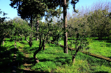 AGRUMETO SICILIANO in autunno. Fotografie di Giulio Azzarello &copy;2014.
