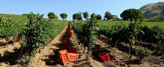 VENDEMMIA a S.Cristina Gela in Sicilia. Fotografie di Giulio Azzarello &copy;2016.