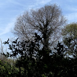 PIANTE. Fotografie di Giulio Azzarello &copy;2022.