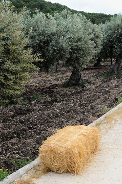 VIGNETO AGRITURISTICO PLANETA a Sambuca di Sicilia. Fotografie di Giulio Azzarello &copy;2014.