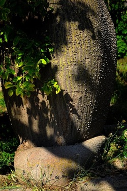 ORTO BOTANICO di Palermo nel maggio 2018. Fotografie di Giulio Azzarello &copy;2018.