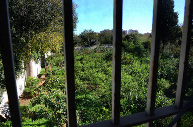AGRUMETO SICILIANO in autunno. Fotografie di Giulio Azzarello &copy;2014.