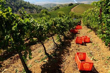 VENDEMMIA a S.Cristina Gela in Sicilia. Fotografie di Giulio Azzarello &copy;2016.