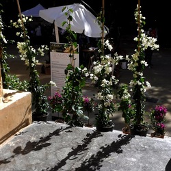 ORTO BOTANICO di PALERMO. Fotografie di Giulio Azzarello ©2019.