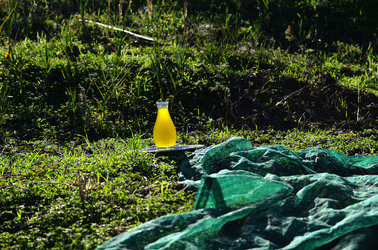 ULIVETO in autunno. Fotografie di Giulio Azzarello ©2014. ULIVETO in autunno. Fotografie di Giulio Azzarello ©2014.