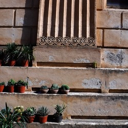 ORTO BOTANICO di PALERMO. Fotografie di Giulio Azzarello ©2019.