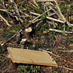 RAMI E ROVI. Fotografie di Giulio Azzarello ©2023. RAMI E ROVI. Fotografie di Giulio Azzarello ©2023.