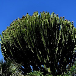 GIARDINO. Fotografie di Giulio Azzarello ©2022.