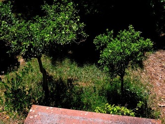 GIARDINO SICILIANO fotografie di Giulio Azzarello ©2021. GIARDINO SICILIANO fotografie di Giulio Azzarello ©2021.