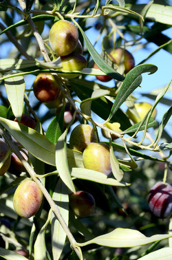 ULIVETO in autunno. Fotografie di Giulio Azzarello ©2014. ULIVETO in autunno. Fotografie di Giulio Azzarello ©2014.