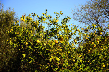 GOLE DELL ALCANTARA in Sicilia. Fotografie di Giulio Azzarello &copy;2016.