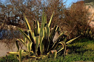 AGAVE selvatica sul mare in Sicilia a Cefalù. Fotografie di Giulio Azzarello ©2014. AGAVE selvatica sul mare in Sicilia a Cefalù. Fotografie di Giulio Azzarello ©2014.