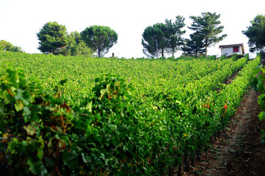 CAMPAGNA SICILIANA. Fotografie di Giulio Azzarello &copy;2016.