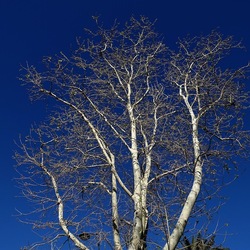 ALBERI. Fotografie di Giulio Azzarello &copy;2024.