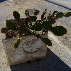 PIANTA GRASSA IN VASO. Fotografie di Giulio Azzarello &copy;2022.