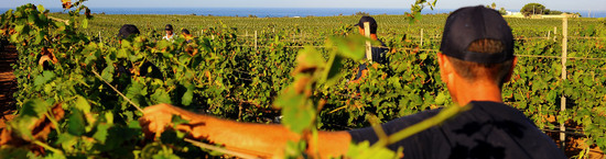 VENDEMMIA a Mazzara del Vallo in Sicilia con i contadini. Fotografie di Giulio Azzarello ©2016. VENDEMMIA a Mazzara del Vallo in Sicilia con i contadini. Fotografie di Giulio Azzarello ©2016.