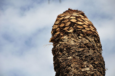 IL COLEOTTERO ROSSO e la moritura delle palme. Fotografie di Giulio Azzarello &copy;2014.