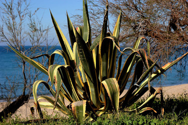 AGAVE selvatica sul mare in Sicilia a Cefalù. Fotografie di Giulio Azzarello ©2014. AGAVE selvatica sul mare in Sicilia a Cefalù. Fotografie di Giulio Azzarello ©2014.