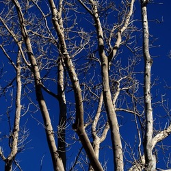 ALBERI. Fotografie di Giulio Azzarello &copy;2024.