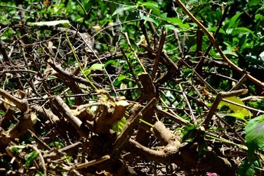 HABITAT NATURA in campagna. Fotografie di Giulio Azzarello ©2015 2016. HABITAT NATURA in campagna. Fotografie di Giulio Azzarello ©2015 2016.
