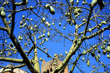 MACCHIA MEDITERRANEA in Sicilia. Fotografie di Giulio Azzarello &copy;2106.