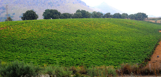 CAMPAGNA SICILIANA. Fotografie di Giulio Azzarello &copy;2016.