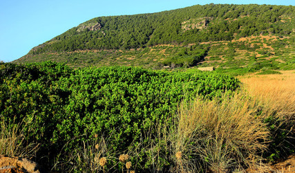 ISOLA DI USTICA la natura. Fotografie di Giulio Azzarello &copy;2016.