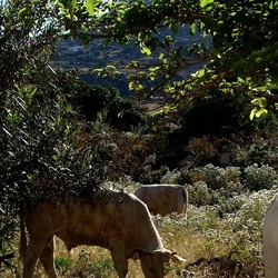 BESTIE. Fotografie di Giulio Azzarello ©2022. BESTIE. Fotografie di Giulio Azzarello ©2022.