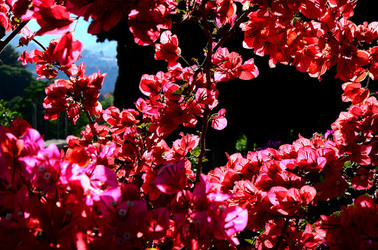 NATURA Violette siciliane in un tipico giardino in estate. Fotografie di Giulio Azzarello &copy;2014.