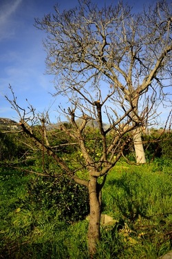 CAMPAGNA fotografie di Giulio Azzarello ©2020.