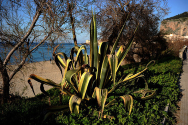 AGAVE selvatica sul mare in Sicilia a Cefalù. Fotografie di Giulio Azzarello ©2014. AGAVE selvatica sul mare in Sicilia a Cefalù. Fotografie di Giulio Azzarello ©2014.