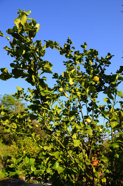 GOLE DELL ALCANTARA in Sicilia. Fotografie di Giulio Azzarello &copy;2016.