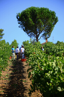VENDEMMIA a S.Cristina Gela i coltivatori. Fotografie di Giulio Azzarello ©2016. VENDEMMIA a S.Cristina Gela i coltivatori. Fotografie di Giulio Azzarello ©2016.