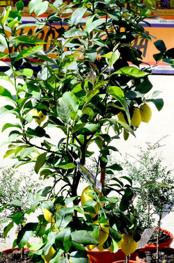 ORTO BOTANICO di Palermo in inverno. Fotografie di Giulio Azzarello &copy;2016.