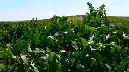 VIGNETO tipico siciliano a Salemi panoramiche e particolari. Fotografie di Giulio Azzarello &copy;2014.