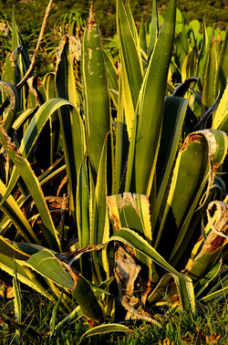 ISOLA DI USTICA la natura. Fotografie di Giulio Azzarello &copy;2016.