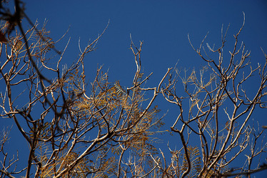 RAMI E ALBERI in inverno. Fotografie di Giulio Azzarello &copy;2014.