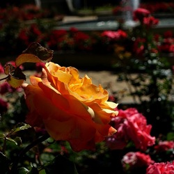 ROSETO. Fotografie di Giulio Azzarello &copy;2022.