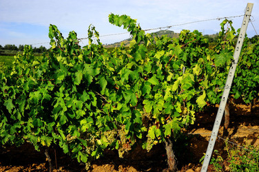 CAMPAGNA SICILIANA. Fotografie di Giulio Azzarello &copy;2016.