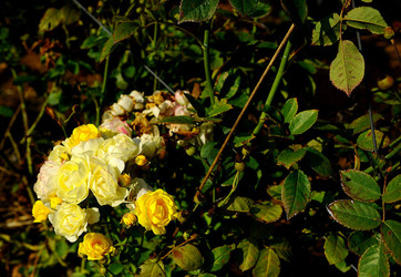 CAMPAGNA SICILIANA. Fotografie di Giulio Azzarello &copy;2016.