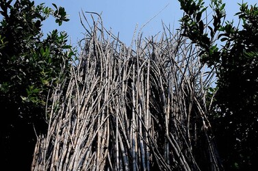 IL CANNETO del contadino siciliano. Fotografie di Giulio Azzarello &copy;2014.