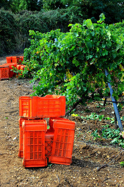 VENDEMMIA di AUTUNNO a S.Cristina Gela in Sicilia. Fotografie di Giulio Azzarello &copy;2016.